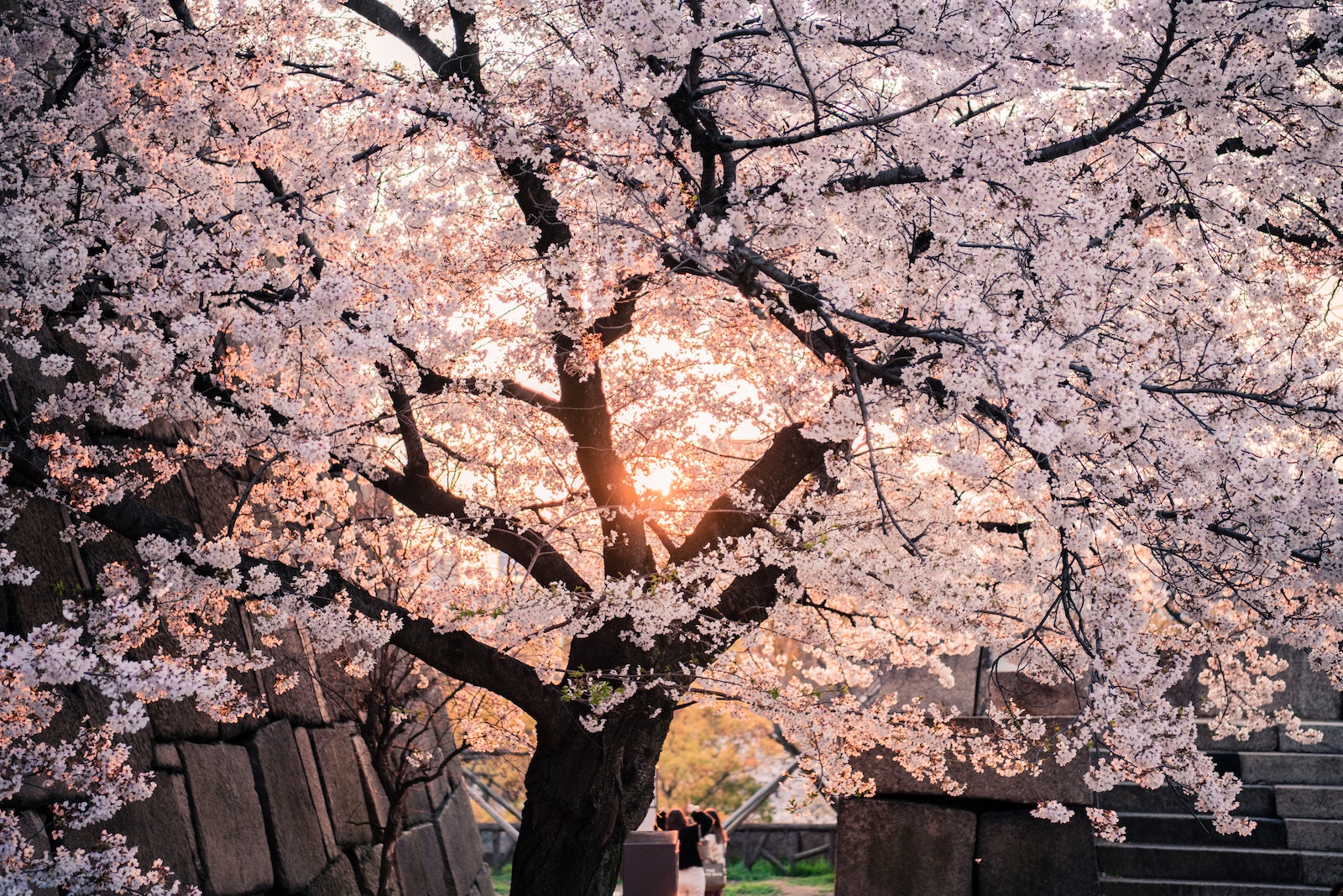 Cherry Blossom Tree